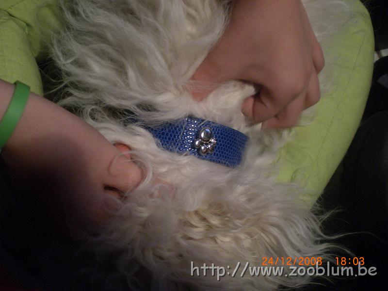 CIMG4224.JPG - Djoyce avec son nouveau collier et son aimant aussi ;-)
